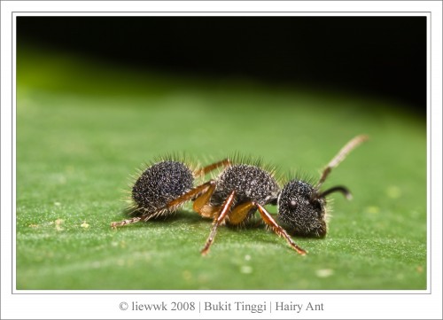 hairy ant.jpg (354 KB)